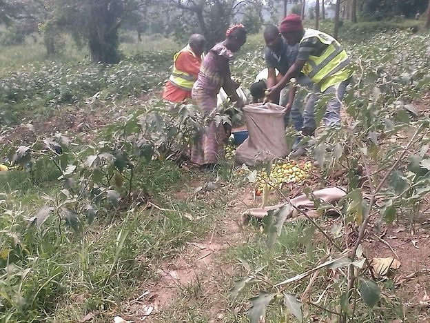 Working in a community growing area
