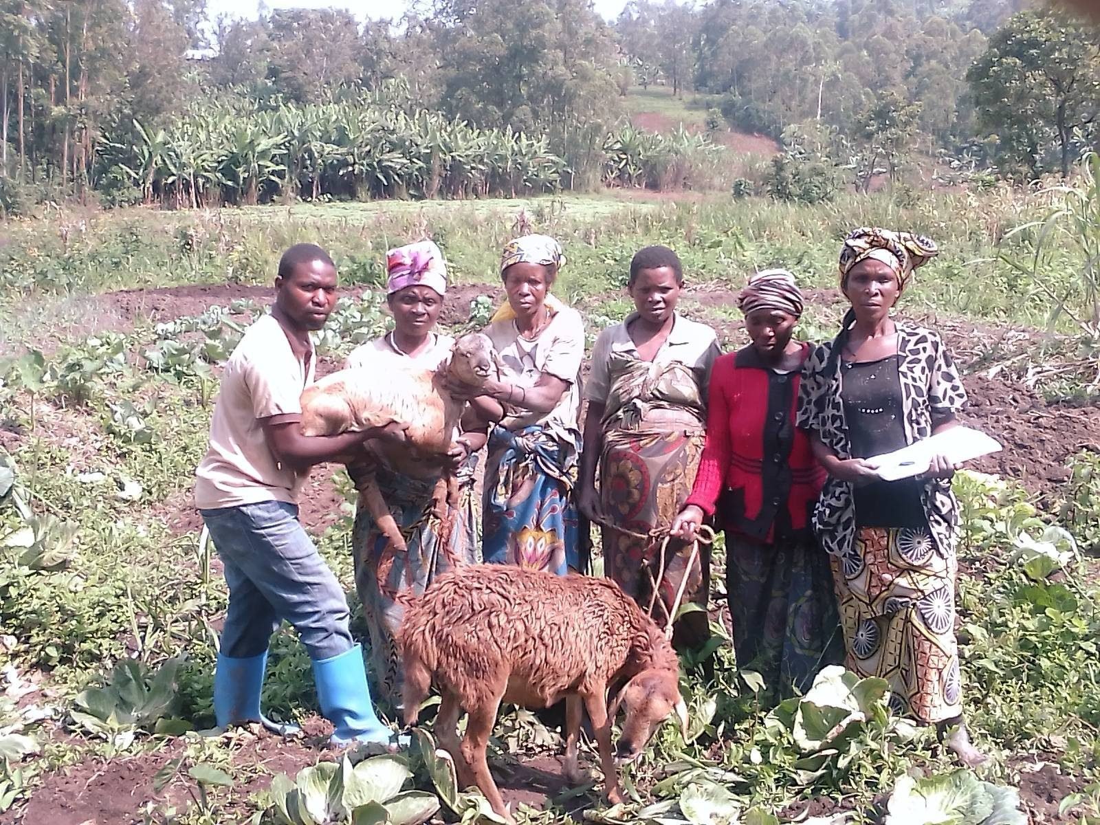 Farmers with their sheep, North Kivu