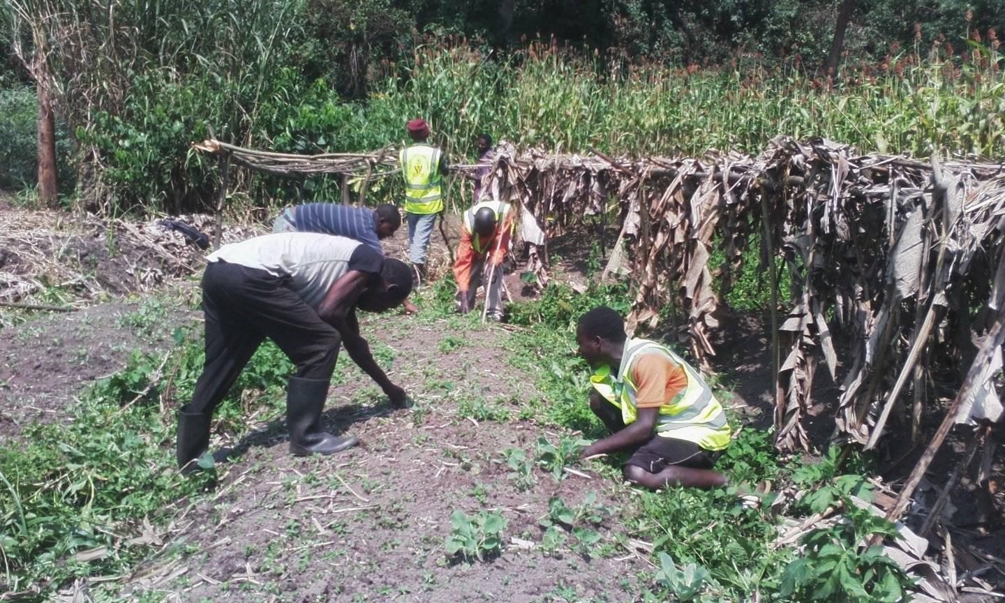 Planting a field with farmers, North Kivu