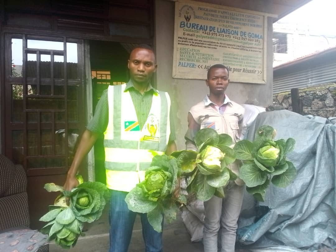 Cabbages at the PALPER liaison office in Goma