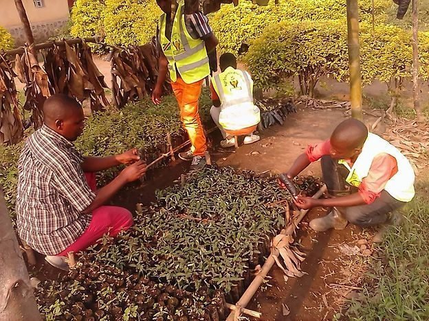Examining seedlings during field work