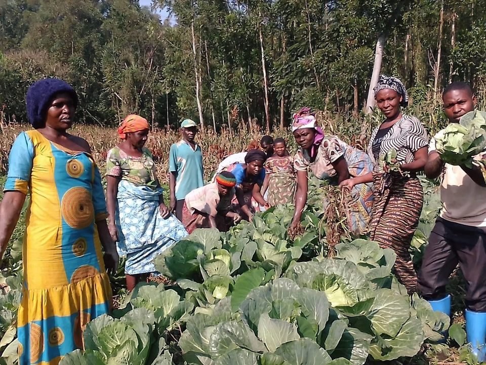 Local farming and crops in North Kivu